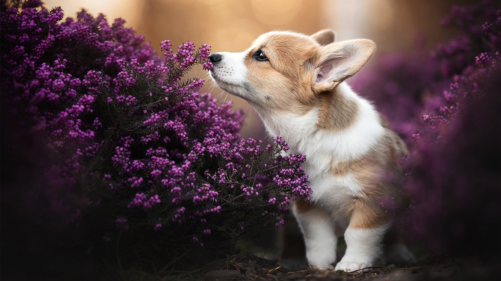 Kaiyun APP-沃尔夫斯堡强化阵地战攻破铁桶阵